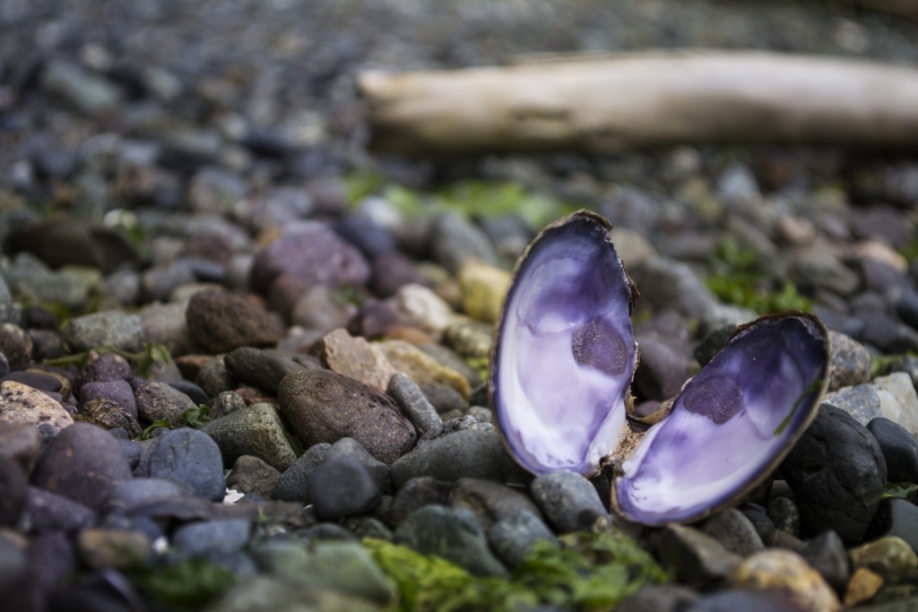 mussel shell on rocky beach